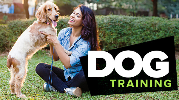 dog training