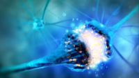Your Nervous System, Hormones, and Behavior