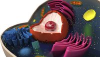 Cells-The Chemical Factories of Life