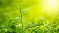 Metabolism-Energy in the Cell