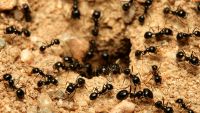 Emergence-Simple Rules, Complex Systems
