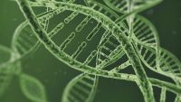 DNA and Nucleic Acids