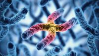Animal Reproduction: Genes and Environment