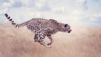 Mammal Reproduction: Pandas and Cheetahs