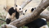How Animals Raise Their Young