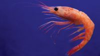 Helpful Corals, Clams, and Crustaceans