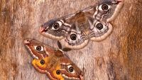 Bees, Butterflies, and Saving Biodiversity