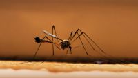 Deadly Invertebrates: Vectors and Parasites
