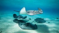 Bony Fish, Skates, Sharks, and Rays