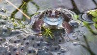 Amphibians, Metamorphosis, and Ecology