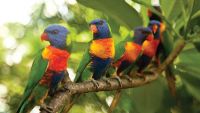 Beaks, Claws, and Eating like a Bird