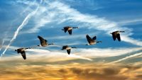 Taking to the Sky: Bird Migration