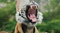 What Makes a Mammal? Hair, Milk, and Teeth