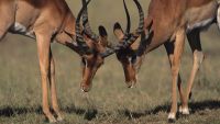 Herbivore Mammals: Ruminants and Runners