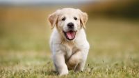 Carnivore Mammals: Feline, Canine, and Ursine