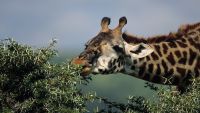Animal Energetics and the Giant Panda Problem