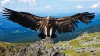 Animal Futures: Frontiers in Zoology