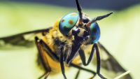 Invasion of the Giant Insects