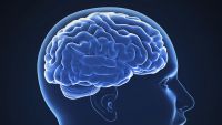 Neural Codes in the Brain