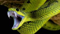 Poisons, Toxins, and Venoms
