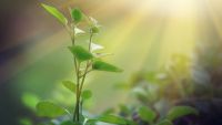 Chemical Energy, Biomass, and Photosynthesis