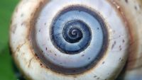 The Joy of Fibonacci Numbers
