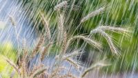 Linear Regression Models and Assumptions
