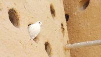 Things in Categories-The Pigeonhole Tactic