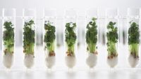 More on the Origin of Life