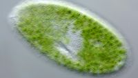 The Organism and the Cell