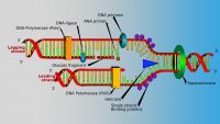 The Nuts and Bolts of Replicating DNA