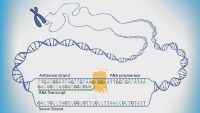 From DNA to RNA