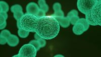 Dividing DNA Between Dividing Cells