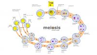 How Sex Leads to Variation