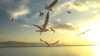 Mechanisms of Evolutionary Change