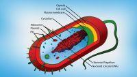 The History of Life, Revisited