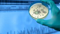 From Cells to Organisms