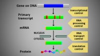 Control of Gene Expression I