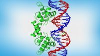Control of Gene Expression II