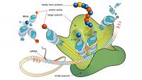 Getting Proteins to the Right Place