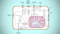 How Cells Talk-Ways That Cells Respond
