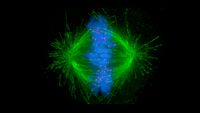 From One Cell to Many in an Organism