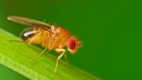 Genes and Development