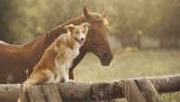 Hormones in Animals