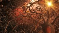 What Is Special about Neurons?