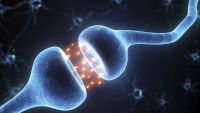 Sensory Function