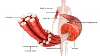 How Muscles Work
