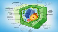 Form and Function in Plants I