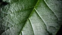 Form and Function in Plants II