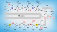 Making ATP-Glycolysis